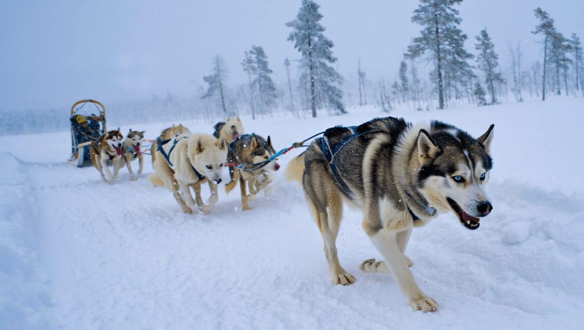 "Balto" compie 30 anni, la vera storia che ha ispirato il cartone

                
                


                
                    
                        
                        Cinema
                        
                    
                    
                

                Il 22 dicembre 1995 usciva nelle sale cinematografiche statunitensi il lungometraggio animato...
                
                22 dic - 08:00