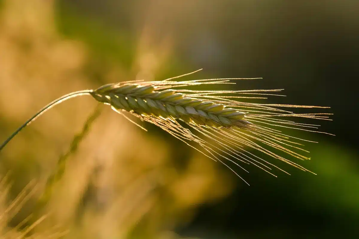 Schema che mostra il suono trasmesso vicino all'orecchio dagli auricolari open‑ear