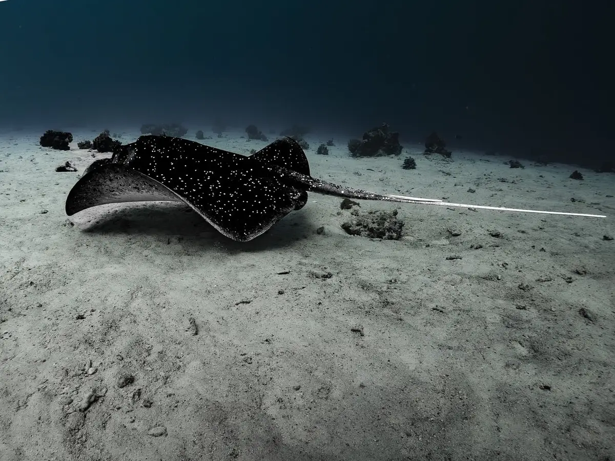 Esplorazione subacquea in un ambiente marino di gioco