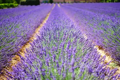 Campi di lavanda al tramonto in Provenza con cielo vasto e atmosfera misteriosa