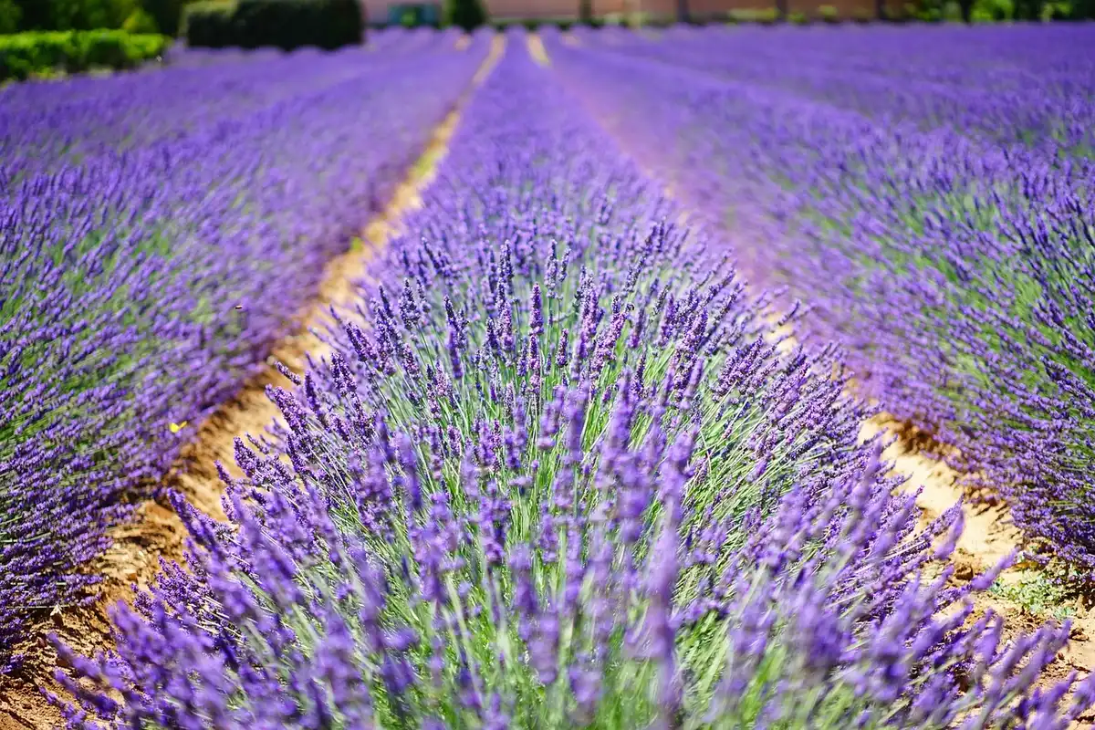 Campi di lavanda al tramonto in Provenza con cielo vasto e atmosfera misteriosa