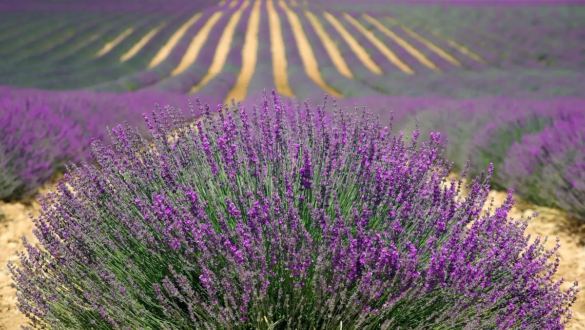 Campi di lavanda della Provenza che fungono da sfondo poetico tra quotidiano e straordinario