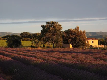 Campi di lavanda della Provenza al tramonto con figura solitaria che guarda il cielo