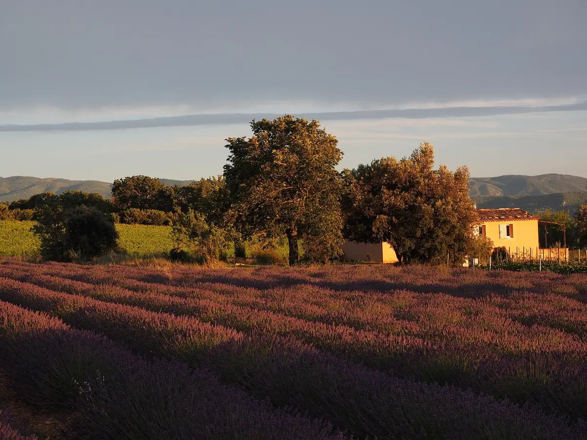 Campi di lavanda della Provenza al tramonto con figura solitaria che guarda il cielo