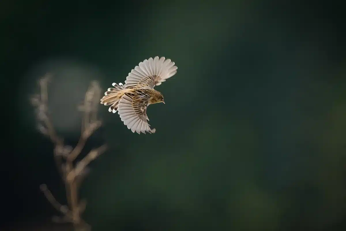 Rappresentazione artistica di un personaggio con grandi ali piumate in volo
