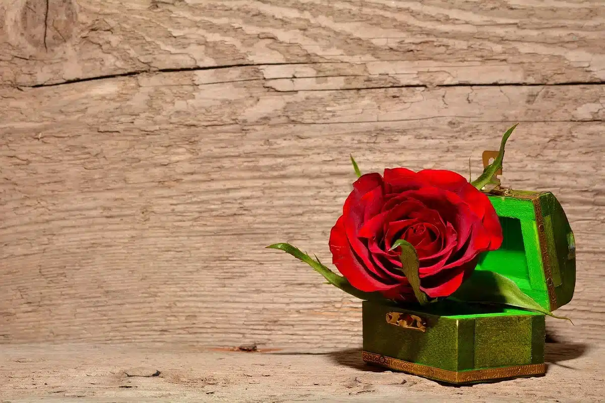 Cofanetto aperto con bustine, carte promozionali e cornice decorative per esposizione