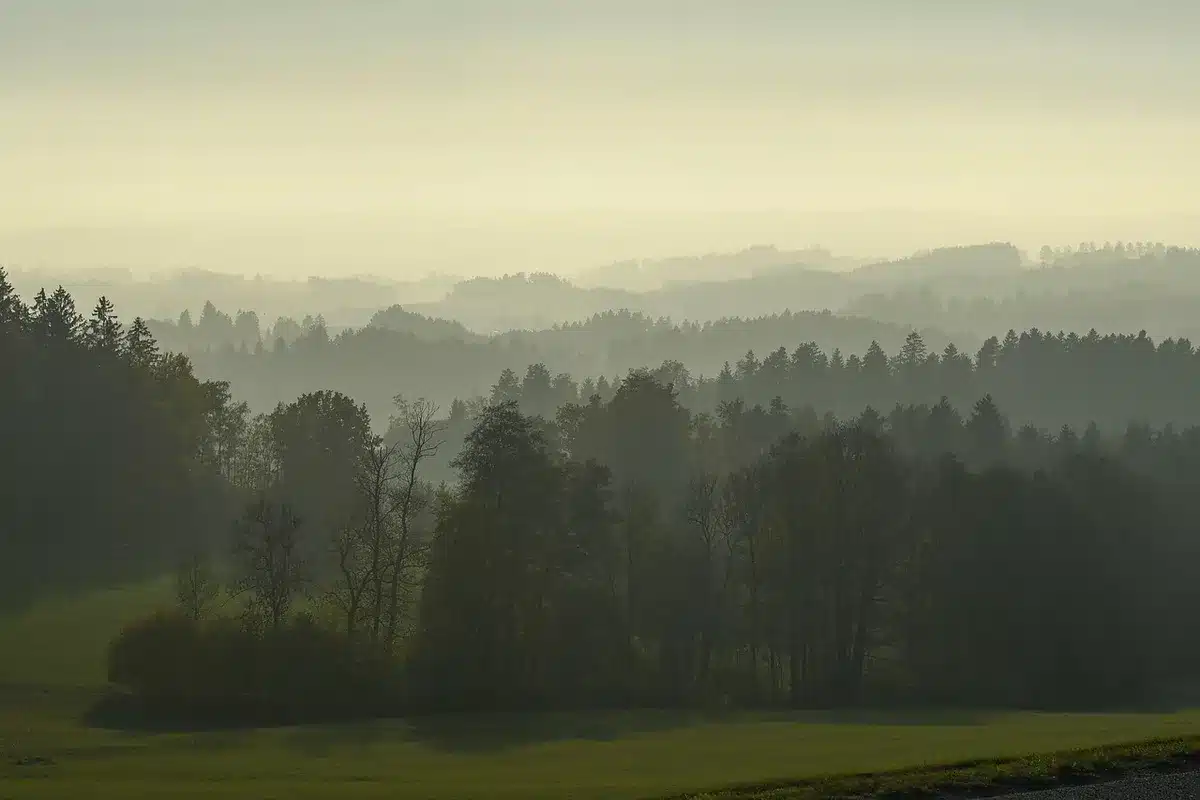 Figura anonima su un sentiero nebbioso in bosco, atmosfera cupa e desaturata