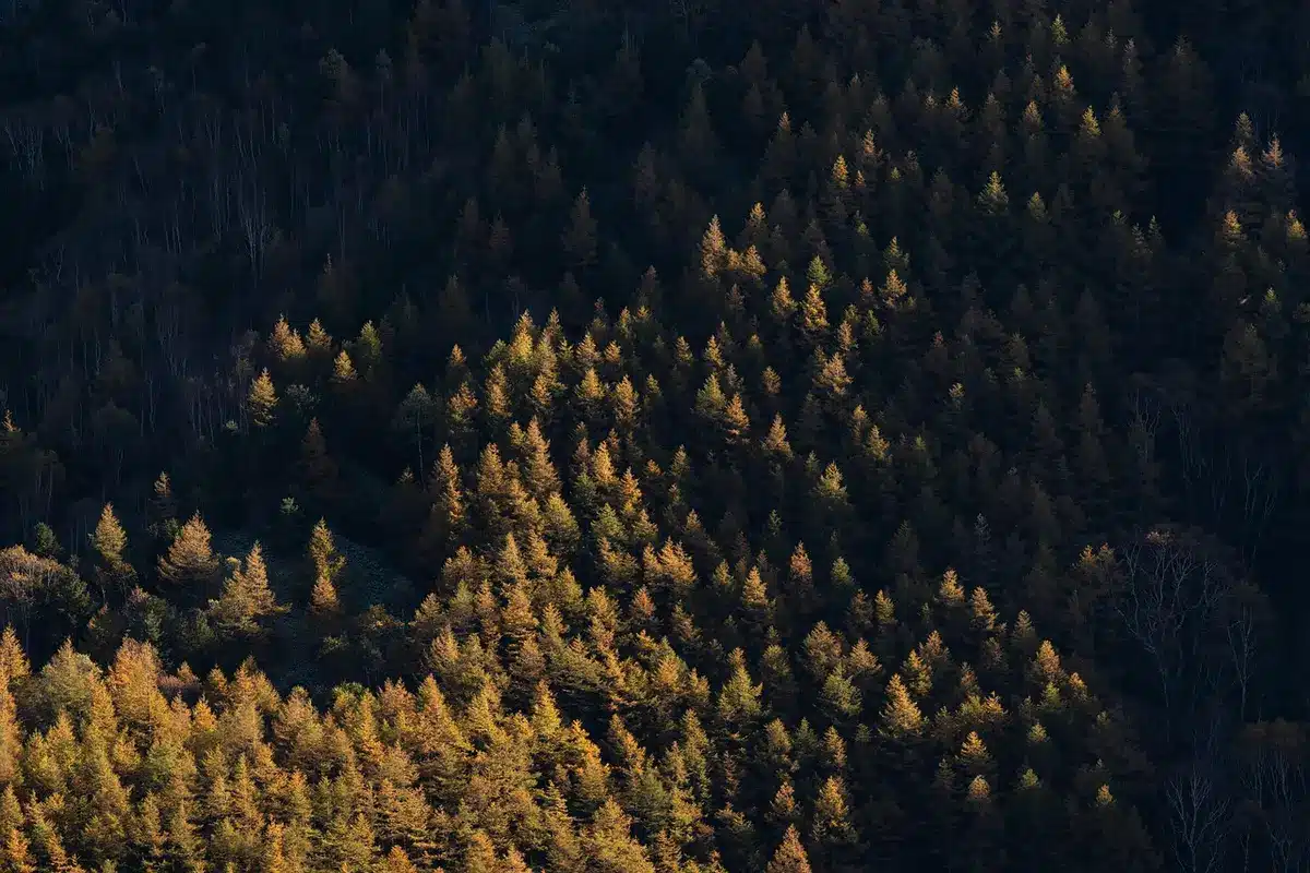 Veduta aerea di terreno privo di alberi con ceppaie e sentieri fangosi