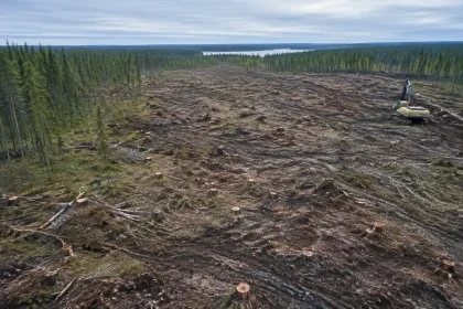 Google in Finlandia: 250mila alberi abbattuti senza permesso per un data center