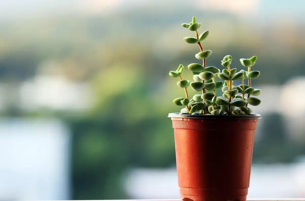 Mini-orchidea LEGO compatta posata su una scrivania