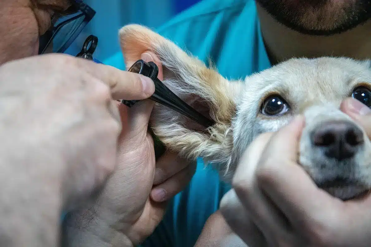 Addestratore con un cane e attrezzatura veterinaria sul set